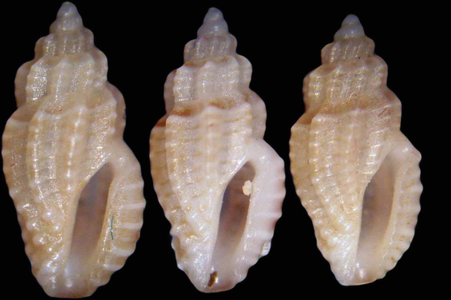 Mangelia stossiciana